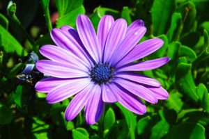 flower, garden, summer